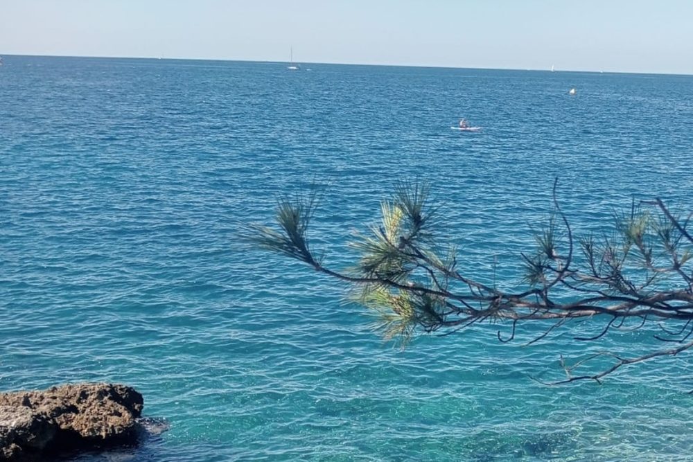 La costa del Adriático en Pula, con una rama de pino sobre el agua turquesa